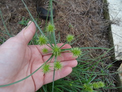 Cyperus retroflexus