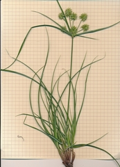 Cyperus retroflexus