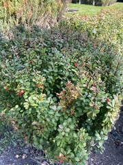 Berberis thunbergii