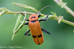 Chauliognathus togatus