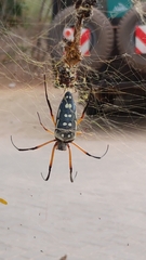 Trichonephila sumptuosa