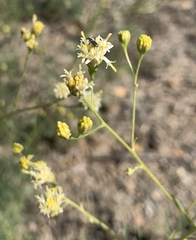 Hymenothrix loomisii