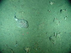 Hemitripterus bolini