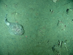 Hemitripterus bolini