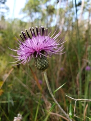 Cirsium virginianum