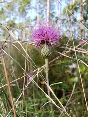 Cirsium virginianum