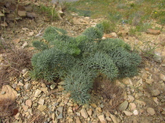 Seseli ponticum