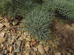Seseli ponticum