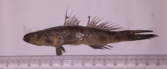 Glossogobius
