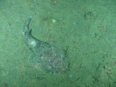 Hemitripterus bolini