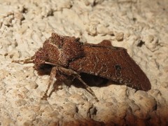 Protorthodes