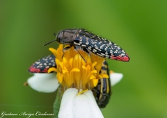 Acmaeodera haemorrhoa
