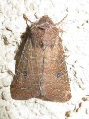 Protorthodes