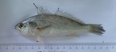 Otolithes