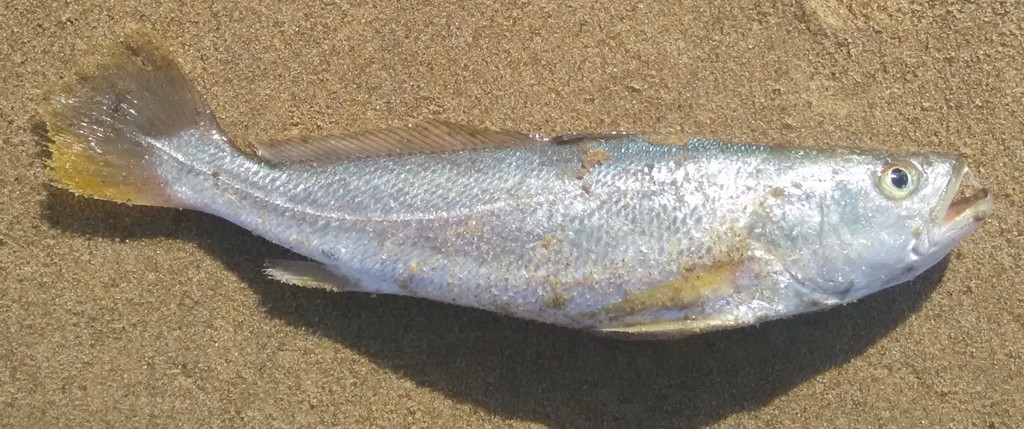 Lesser tigertooth croaker (Otolithes cuvieri) — Sciaenidae
