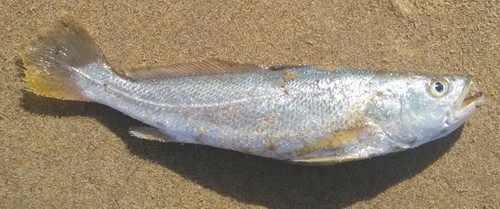 Cuviers tijgertand-ombervis (Otolithes cuvieri) — Sciaenidae