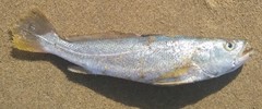Otolithes cuvieri