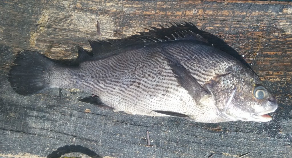 Paranibea