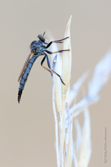 Cerdistus erythrurus