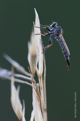 Cerdistus erythrurus