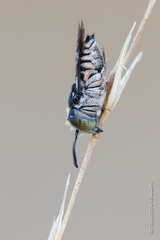 Coelioxys afer
