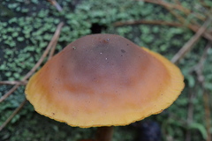 Gymnopilus picreus