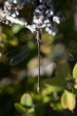 Lestes virens virens