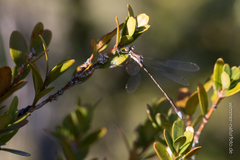 Lestes virens virens
