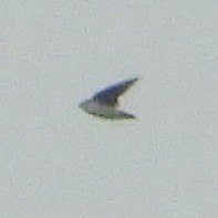 Tachycineta thalassina