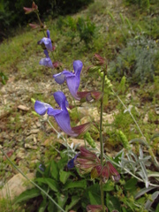Salvia ringens