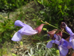 Salvia ringens