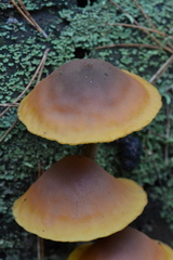 Gymnopilus picreus
