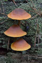 Gymnopilus picreus
