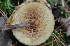 Gymnopilus picreus