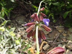 Salvia ringens