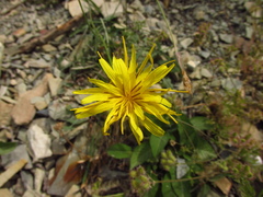 Pseudopodospermum strictum