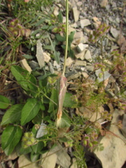 Pseudopodospermum strictum