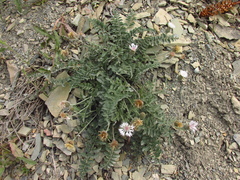 Psephellus declinatus