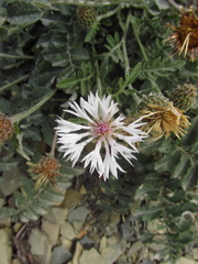 Psephellus declinatus