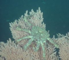 Lithodes aequispinus