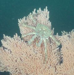 Lithodes aequispinus