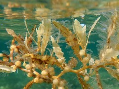 Aglaophenia latecarinata