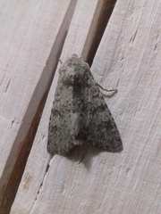 Polymixis rufocincta