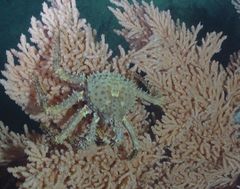 Lithodes aequispinus