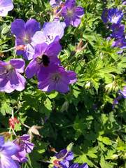 Geranium wallichianum