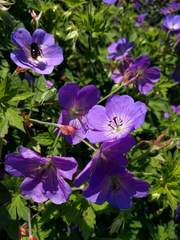 Geranium wallichianum