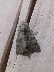 Polymixis rufocincta