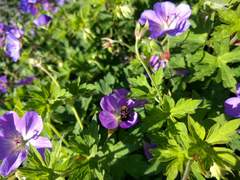 Geranium wallichianum