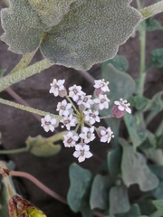 Homalocarpus dichotomus