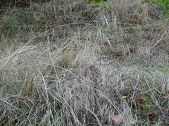 Helictochloa bromoides bromoides